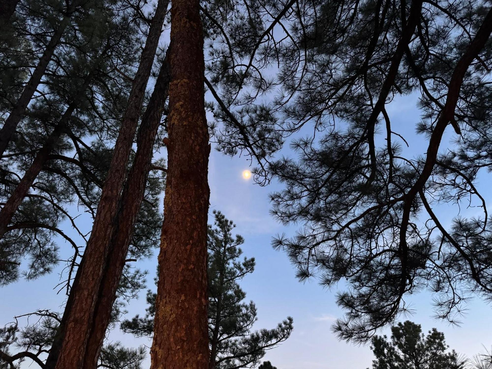 Gonzales Cozy Little Bear Cabin Ruidoso Εξωτερικό φωτογραφία