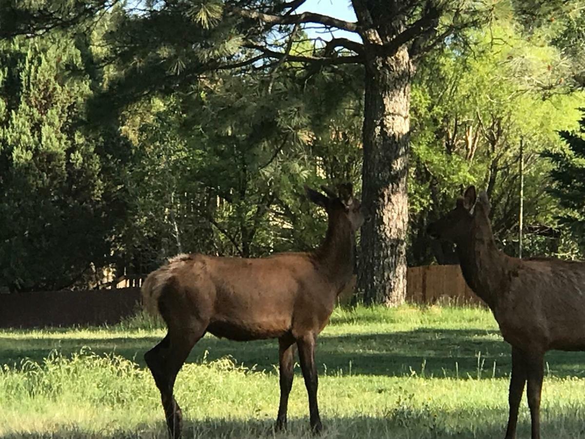 Gonzales Cozy Little Bear Cabin Ruidoso Εξωτερικό φωτογραφία