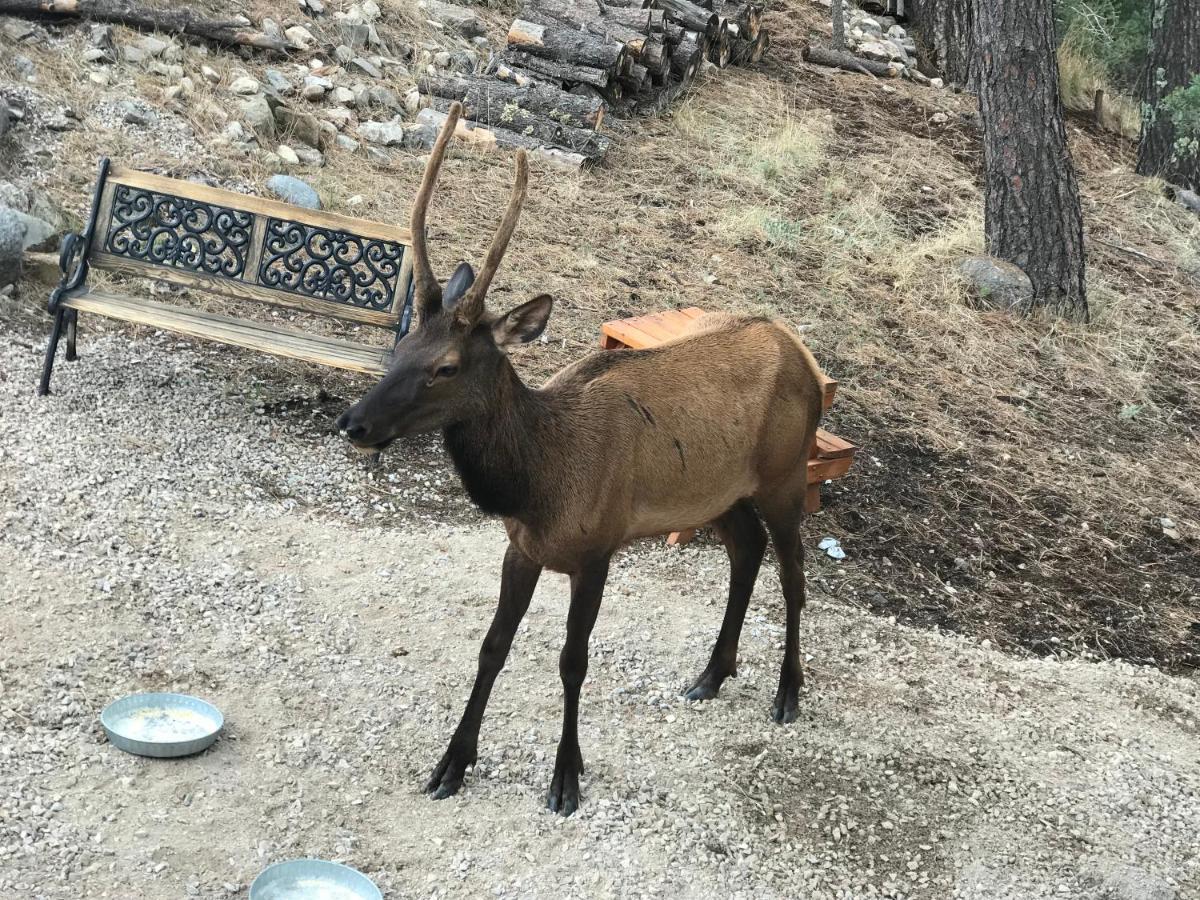 Gonzales Cozy Little Bear Cabin Ruidoso Εξωτερικό φωτογραφία